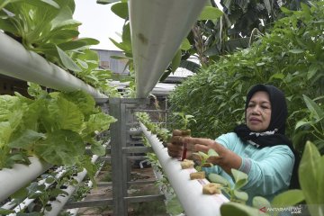 Sistem hidroponik untuk lahan terbatas di Jakarta