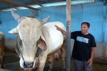 Jokowi kurban sapi seharga Rp65 juta di Sulteng
