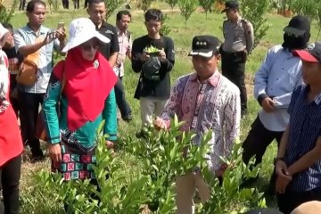 Kabupaten Batang rintis agrowisata jeruk