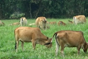 Sapi mati mendadak, peternak Sumbar harus waspada