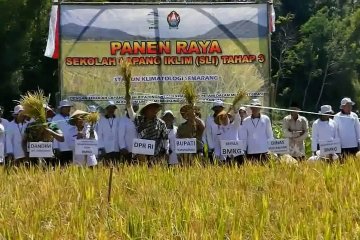 SLI berhasil tingkatkan produksi panen padi