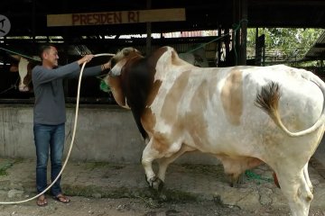 Jokowi sumbang sapi kurban 1,1 ton di Palembang