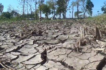 Langka air, petani beralih tanam singkong