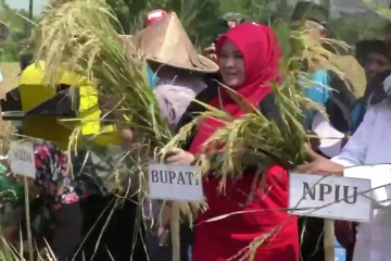 Pandeglang panen raya di tengah kekeringan