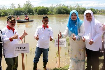 Setengah dari luas hutan mangrove di Sumbar kritis dan rusak