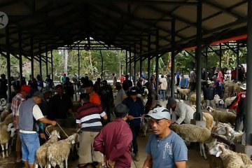 Penjualan hewan kurban tetap laris meski harga naik