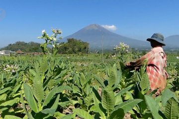 Petani tembakau manfaatkan air irigasi dangkal