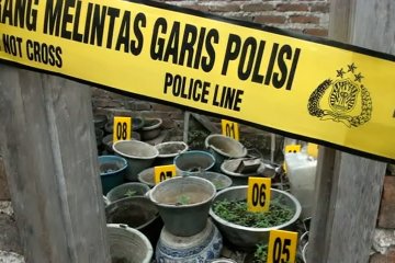 Nekat tanam ganja, dua orang warga Bandung ditangkap polisi