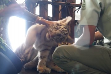 Taman safari Prigen lahirkan tiga bayi harimau Benggala