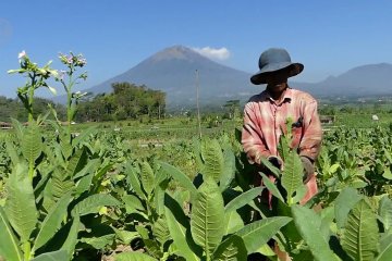 Menghindari kerugian petani dalam jual beli tembakau