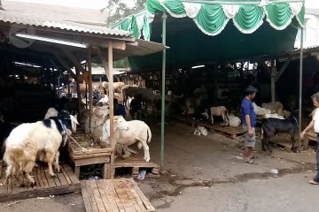 Penjualan hewan kurban di Tanah Abang sudah meningkat