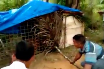 Harimau yang tewaskan warga Padang Lawas, ditangkap