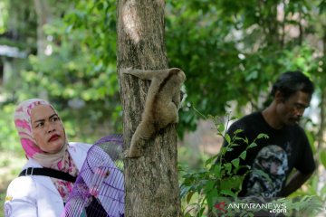 BKSDA Aceh lepasliarkan tiga satwa dilindungi