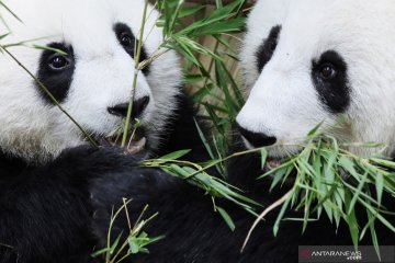 Pakar China persiapkan otopsi panda di Kebun Binatang Thailand