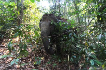 Tim BKSDA Riau giring rombongan gajah ke hutan