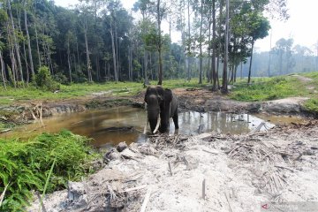 BKSDA Riau halau dua ekor gajah ke habitatnya