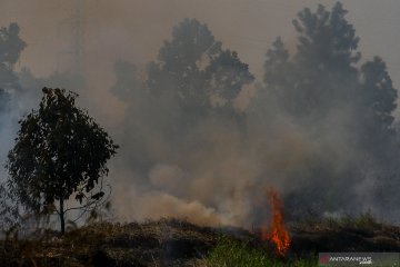 Sempat padam, gambut di TNTN kembali terbakar dan meluas