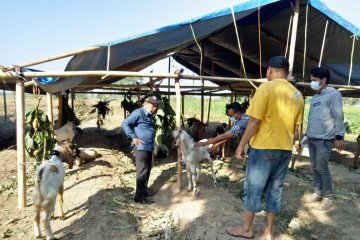 Dinas Pertanian Mataram beri stempel hewan kurban sehat
