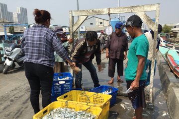 Nelayan Muara Angke keluhkan tangkapan kurang akibat tumpahan minyak