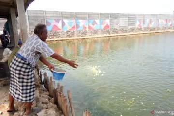 Petambak udang-bandeng Marunda pantau laut antisipasi tumpahan minyak