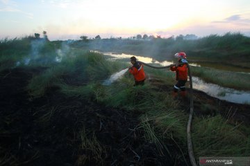 Izin pakai kawasan hutan di Kalsel mencakup area seluas 56.243 hektare