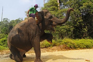 Melatih gajah Sumatra di Arboretum Bunut