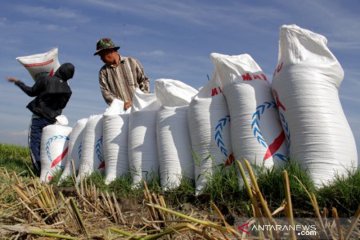 Jasa buruh angkut gabah
