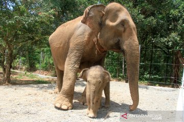 Bayi gajah Sumatera di CRU Alue Kuyun Aceh Barat
