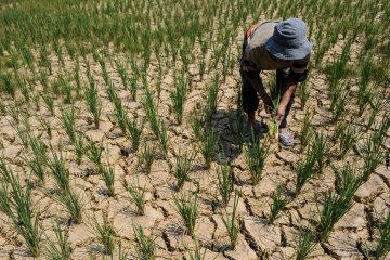 Petani Lebak beralih kembangkan tanaman sayuran akibat kemarau