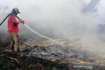 Lahan gambut di sekitar area sumur minyak di Siak terbakar