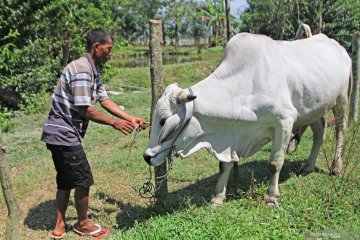 Sapi kurban Presiden Joko Widodo