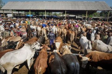 Pasar sapi Sumberlawang