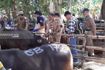 2.458 hewan kurban di Makassar sudah diperiksa kelayakannya
