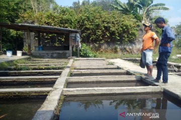 Omzet petani ikan di Sleman turun akibat kemarau