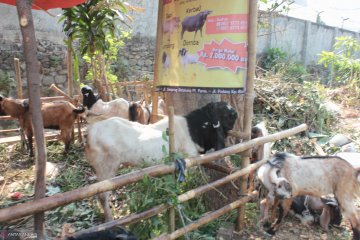 Meski mahal, kambing etawa paling diburu untuk kurban