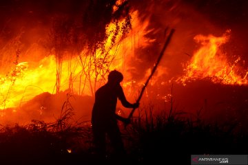 BNPB: Kebakaran hutan di Jatim sudah padam