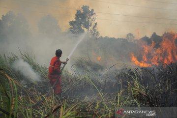 Enam kecamatan di Agam Timur rawan kebakaran lahan