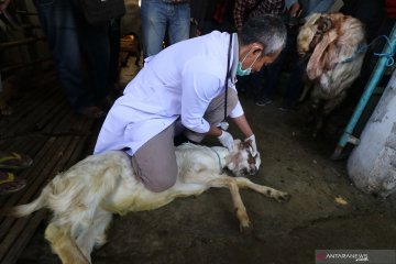 Pakar: Kebersihan pemotongan hewan kurban untuk mencegah bakteri