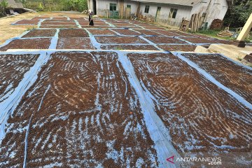 Harga Cengkeh di Tingkat Petani Anjlok