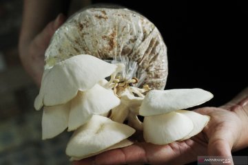Petani jamur ini rugi puluhan juta, akibat terkena dampak karhutla