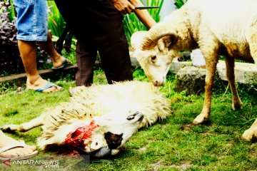 Pemerataan sebaran daging kurban untuk kesejahteraan peternak