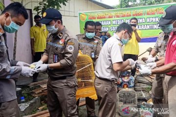 Balai Karantina Pertanian Jayapura musnahkan hewan-tumbuhan ilegal