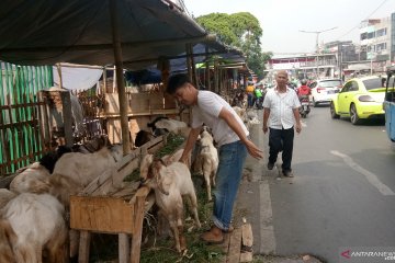 Pejalan kaki kritisi Pemkot Jakpus terkait pedagang hewan di trotoar