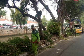 Wali Kota Jakpus ikut lomba dayung 17-an di Kali Pasar Baru