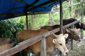 300 ekor sapi untuk Idul Adha 1440 H disiapkan Pemkab Keerom-Papua