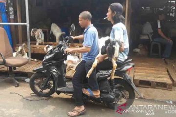 Harga jual kambing di Tanah Abang capai Rp8 juta per ekor