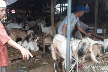 Pedagang kambing Tanah Abang perkirakan puncak jual beli Minggu pagi