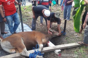 Penyemblihan Hewan Qurban