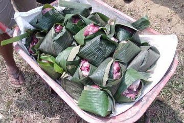 Daun pisang dipakai membungkus daging kurban di Blitar