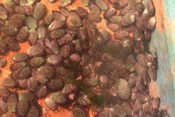 KKP kembangkan benih kerang abalone bernilai ekonomi tinggi